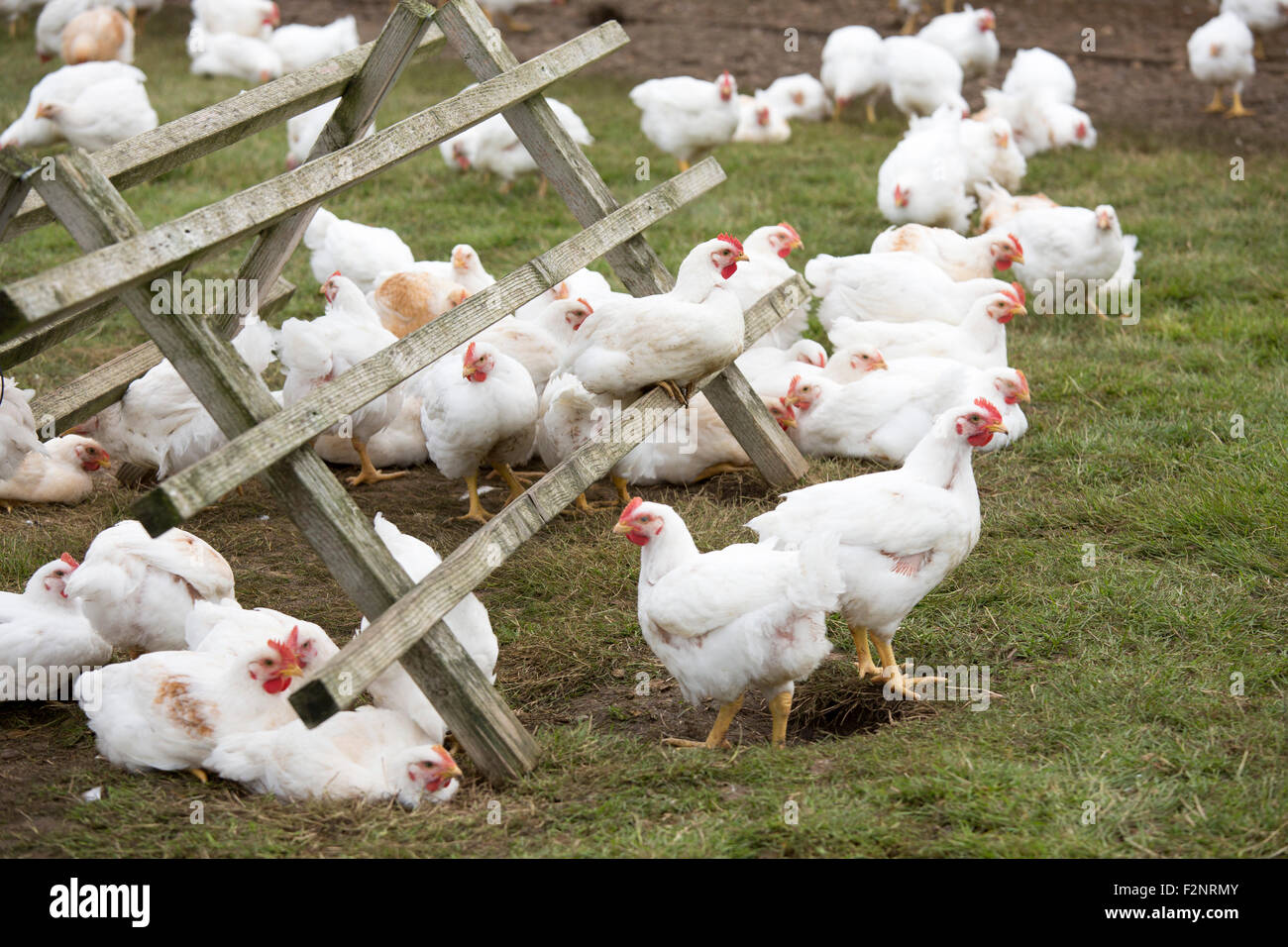 Polli ruspanti in una fattoria in Lincolnshire Foto Stock