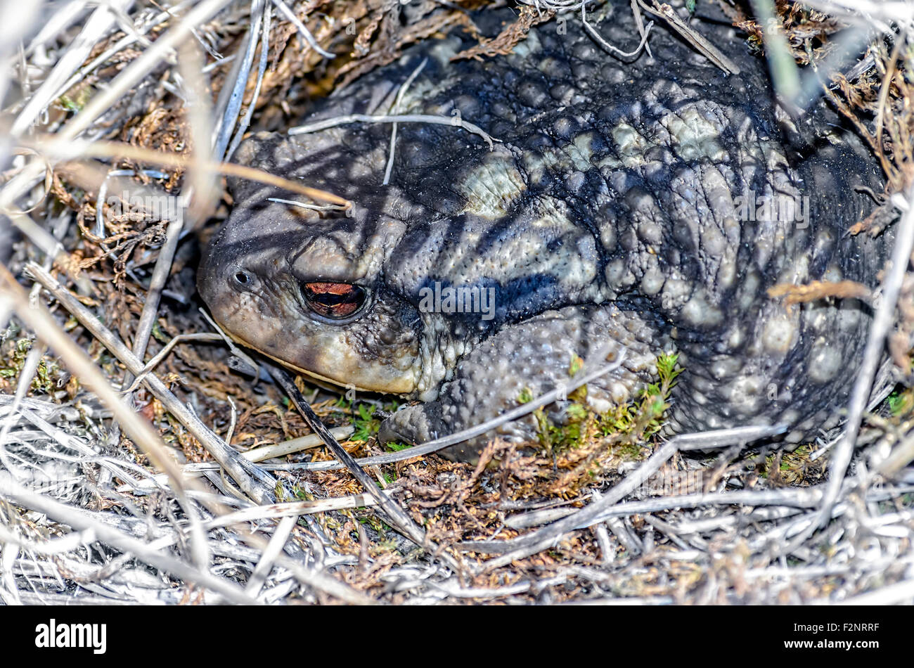 Bufo bufo. Il rospo comune è nascosto tra gli impianti a secco, in montagna, in estate fine stagione. Foto Stock