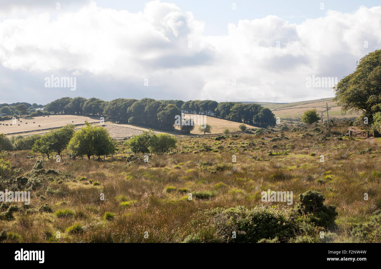 Moorland paesaggio agricolo, parco nazionale di Dartmoor, vicino Postbridge, Devon, Inghilterra, Regno Unito Foto Stock