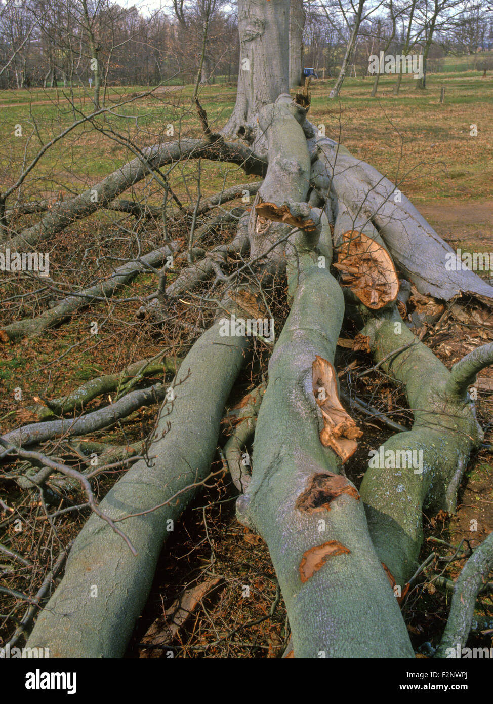 Tempesta di vento albero danneggiato il faggio frantumato in venti alti Regno Unito Sud dell'Inghilterra Foto Stock