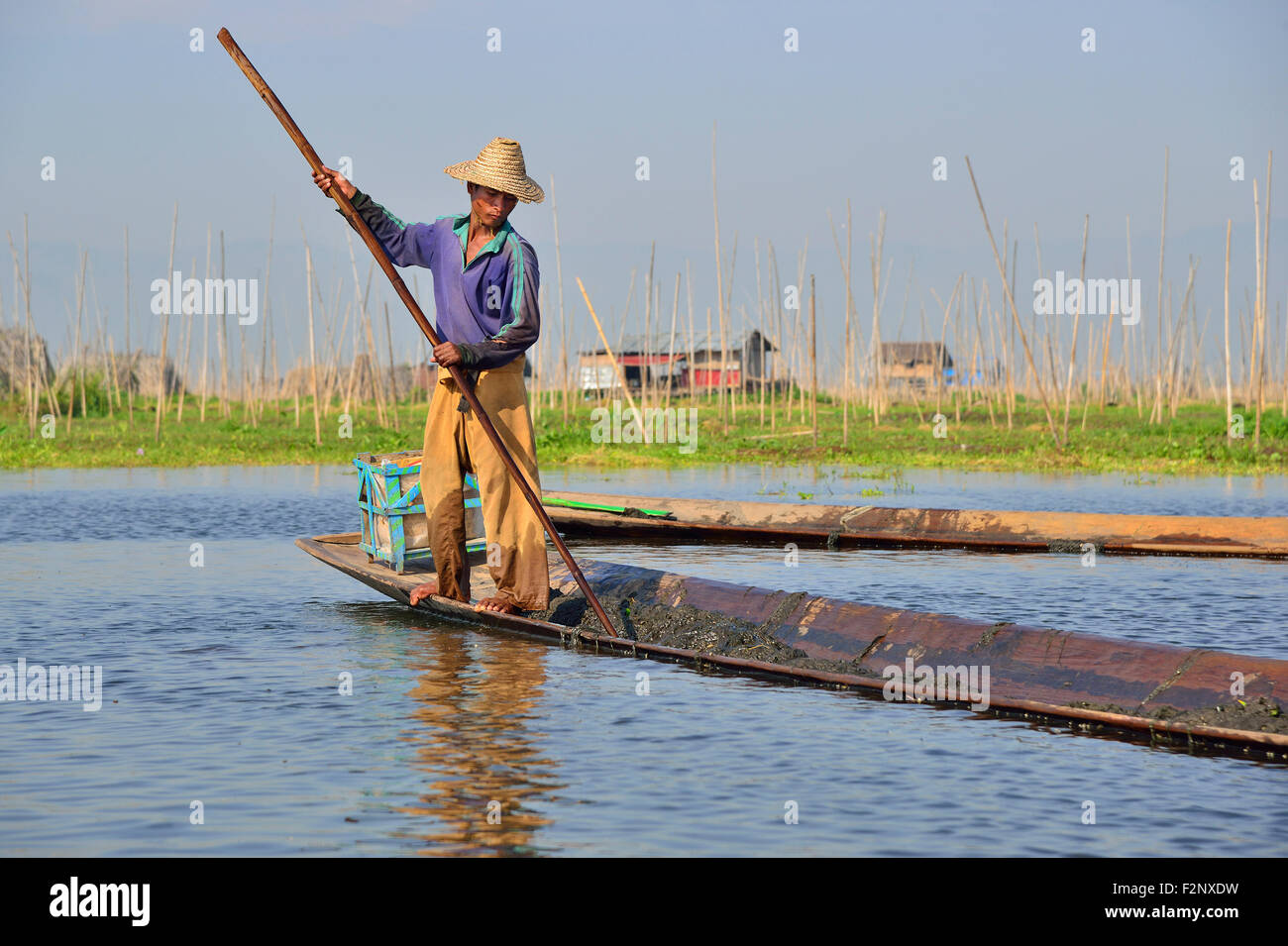 Agricoltore sul Lago Inle raccoglie lago-fondo infestante da acqua a prendere nuovamente al suo giardino galleggiante da utilizzare come compost, Myanmar, Sud Est asiatico Foto Stock