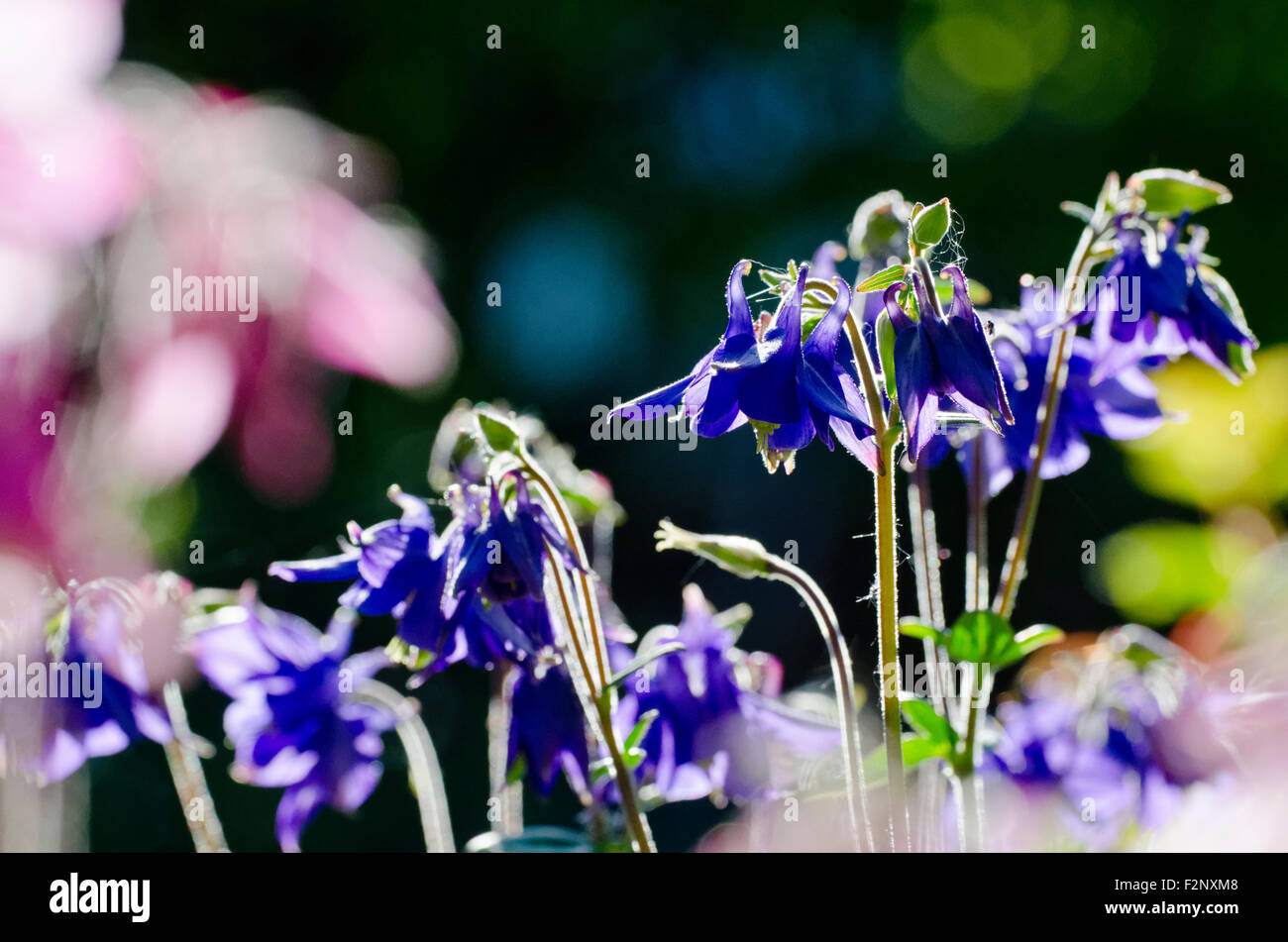 Crimson fiori di aquilegia "nonni" del cofano Foto Stock