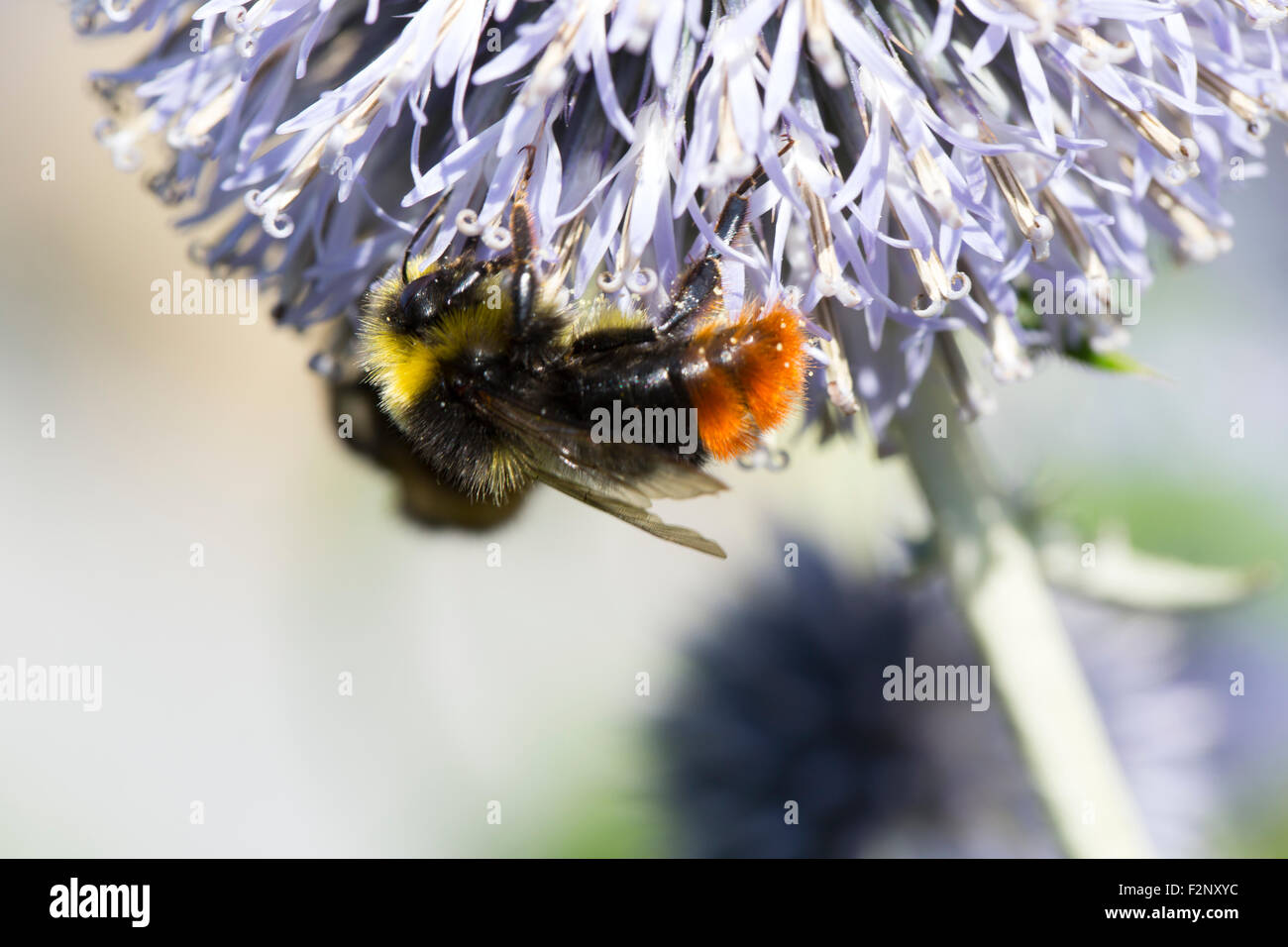 Red-tailed bumblebee (Bombus lapidarius) sul globo terrestre Thistle, close-up Foto Stock