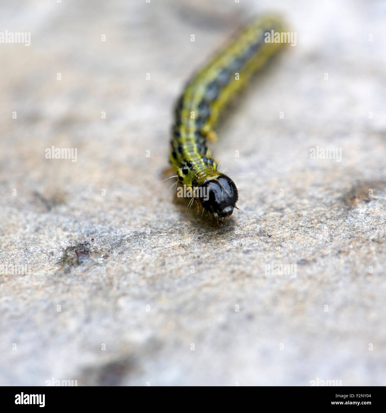 Caterpillar di albero scatola di Tarma (Cydalima perspectalis) Foto Stock
