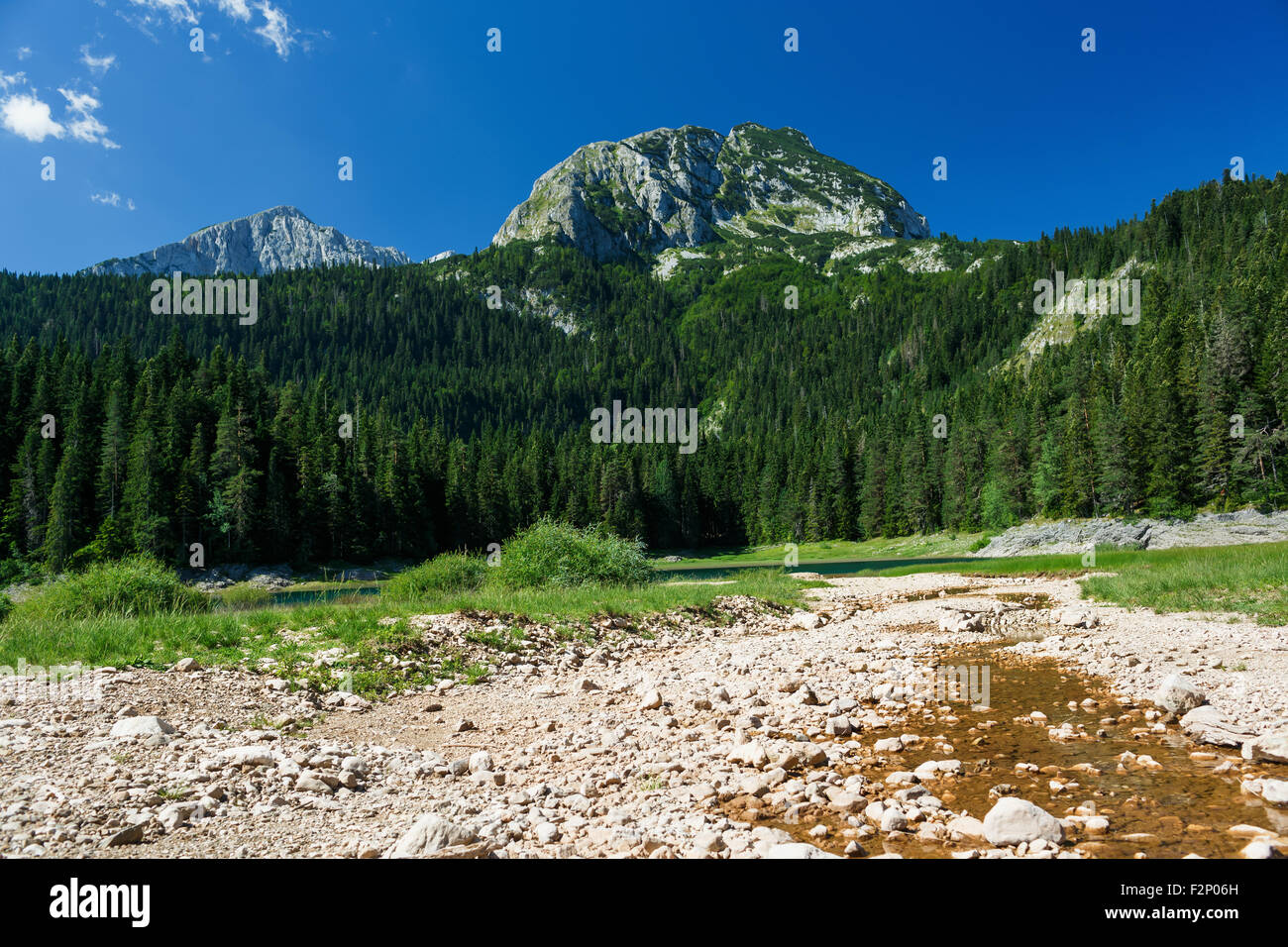 La pittoresca foresta di pini nel Parco Nazionale Durmitor, Montenegro, Balcani Foto Stock