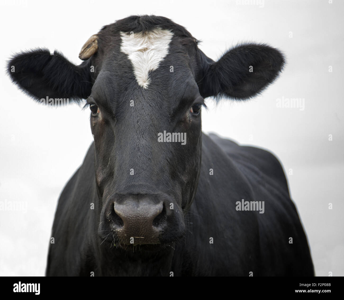 Il volto di una mucca Foto Stock