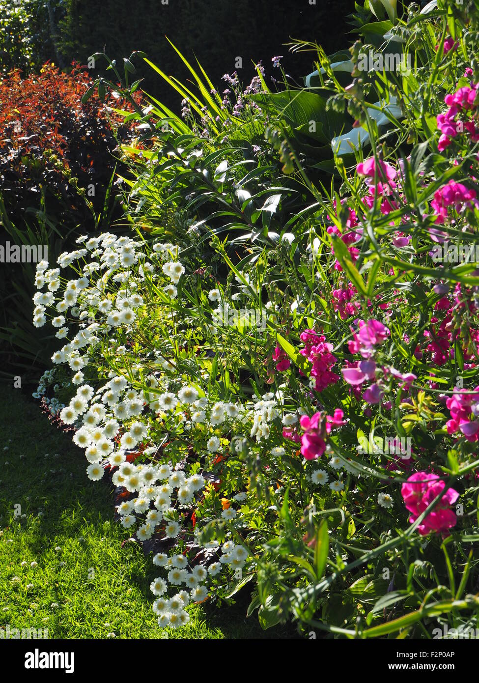 Rosa pisello perenne, bianche margherite, le piante perenni e piante di frontiera in un paese di lingua inglese giardino durante la stagione alta. Foto Stock