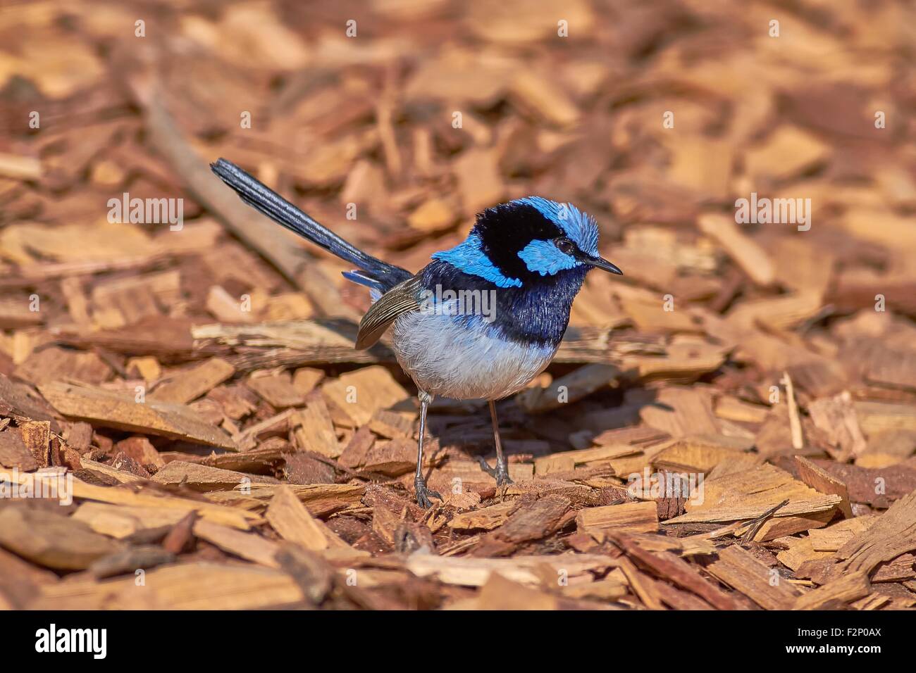 Il superbo Fairy-wren (Malurus cyaneus), noto anche come il superbo Blu-wren o colloquialmente come il Blue wren Foto Stock