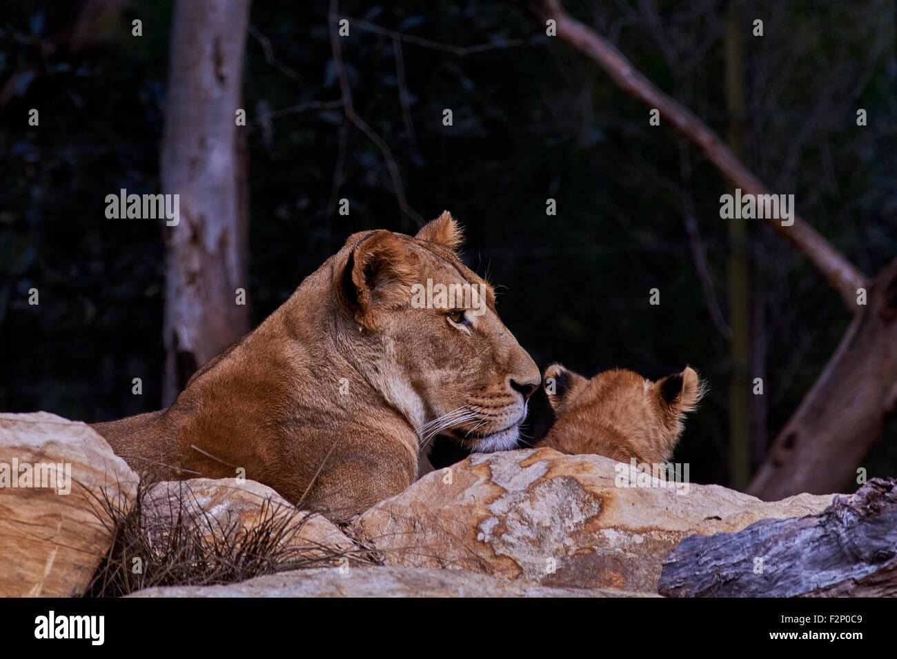 Leonessa africana con Cub arroccata su una roccia Foto Stock