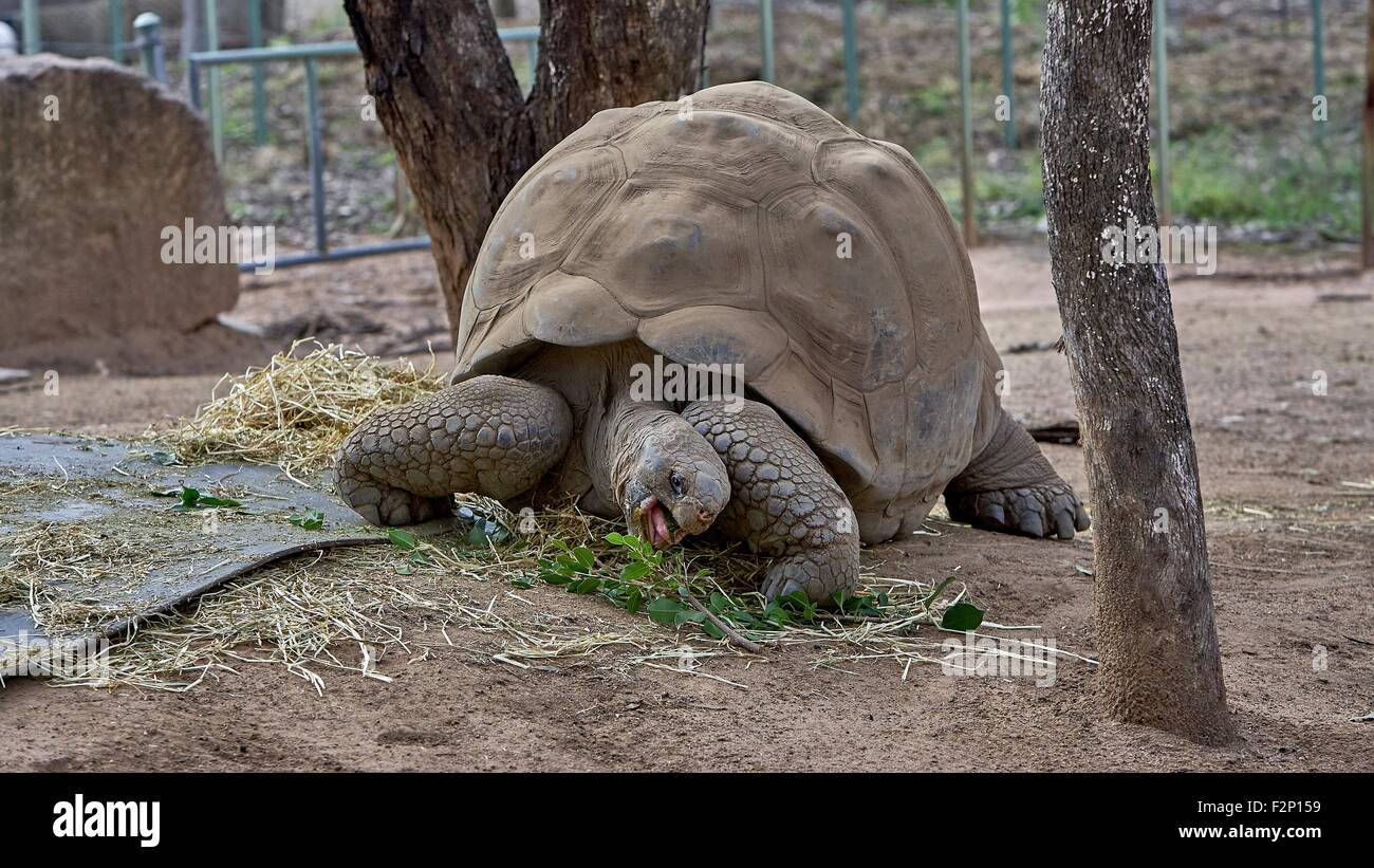 Le Galapagos La tartaruga gigante (Chelonoidis nigra) è la più grande specie viventi di tartaruga e può andare senza mangiare né bere per circa un anno. Foto Stock