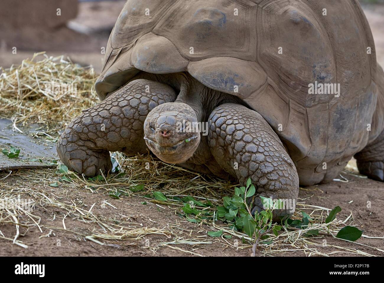 Le Galapagos La tartaruga gigante (Chelonoidis nigra) è la più grande specie viventi di tartaruga e può andare senza mangiare né bere per circa un anno. Foto Stock