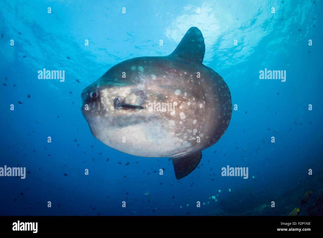 Mola mola pesce noto anche come sunfish, da Bali, Indonesia con bella visibilità e blu sullo sfondo di acqua Foto Stock