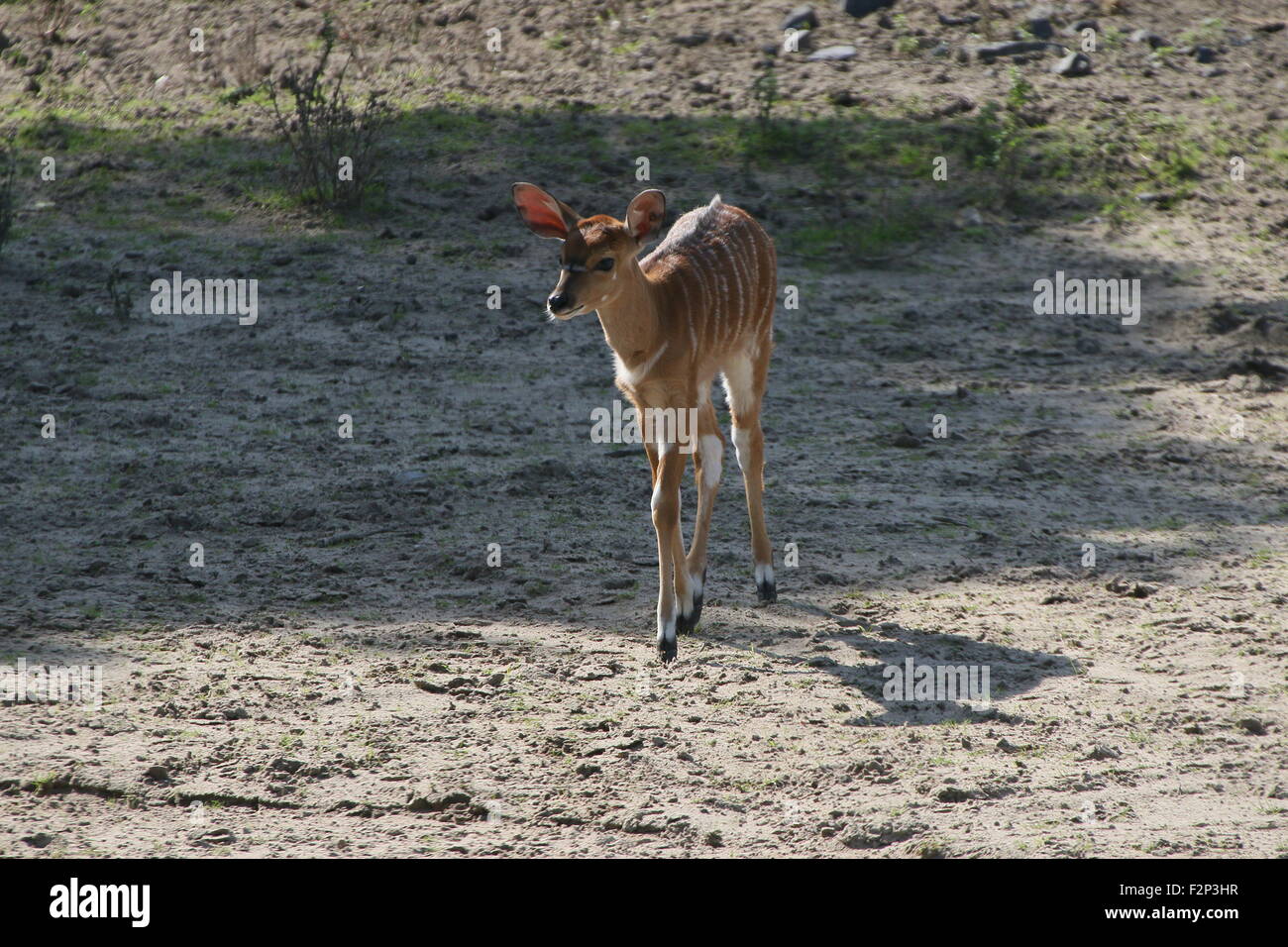 I capretti South African Nyala Antilope (Tragelaphus angasii, Nyala angasii), noto anche come Inyala Antelope Foto Stock