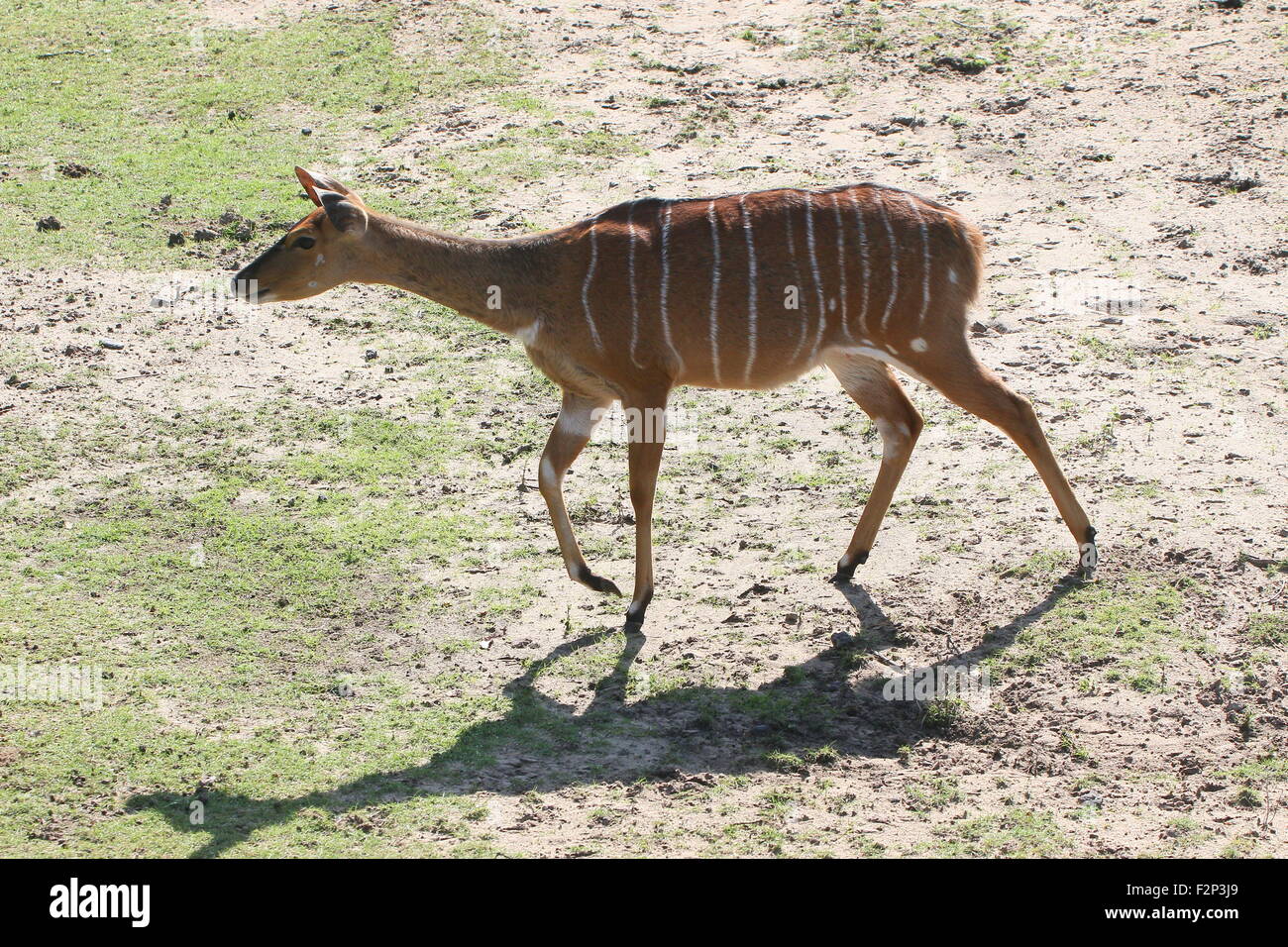Primo piano di una femmina di South African Nyala Antilope (Tragelaphus angasii, Nyala angasii), noto anche come Inyala Antelope Foto Stock