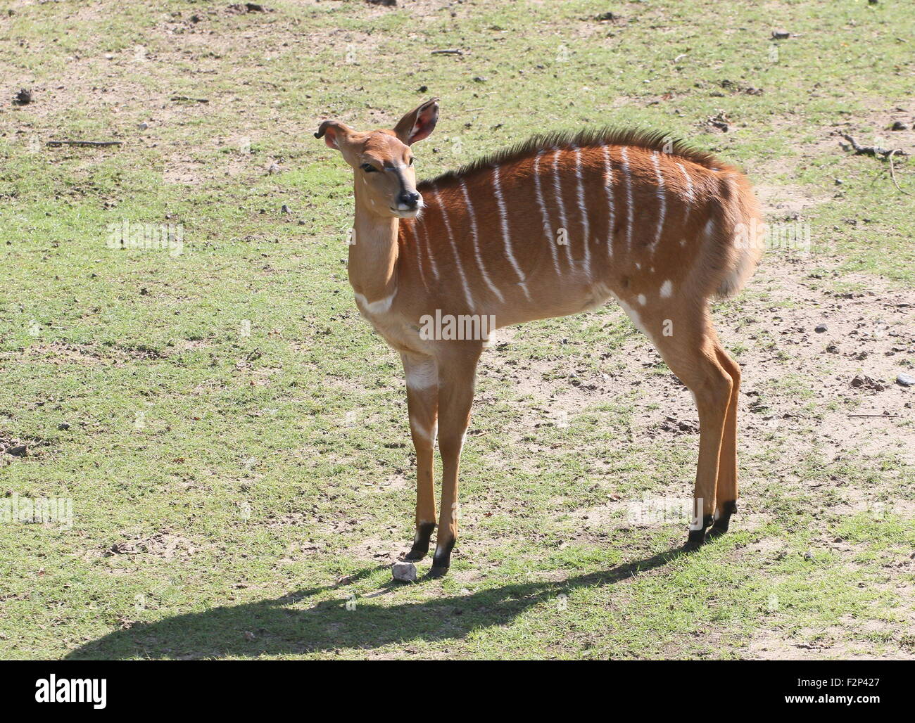 Femmina South African Nyala Antilope (Tragelaphus angasii, Nyala angasii), noto anche come Inyala Antelope Foto Stock