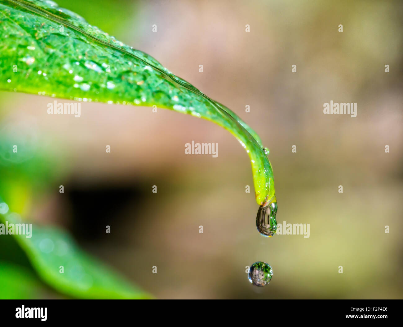 Goccia di pioggia Foto Stock