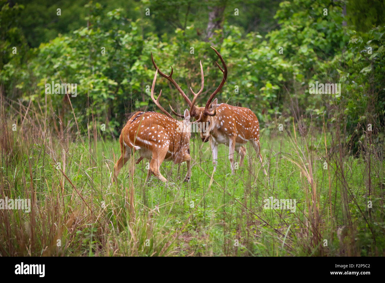 Foto scattata in India mentre visitano il corbett riserva della tigre Foto Stock