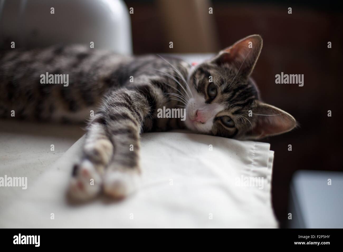 Tigerlily Cat Tabby Kitten Foto Stock