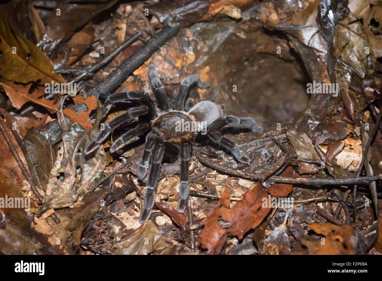 La tarantola nera Borneo fuori dal suo burrow sul pavimento della foresta pluviale nel Parco Nazionale Kutai, Kalimantan Orientale, Indonesia. Foto Stock
