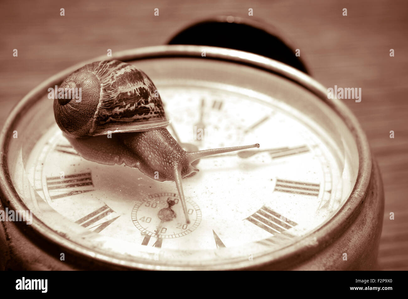 Una lumaca di terra su un vecchio orologio desktop in tonalità seppia Foto  stock - Alamy