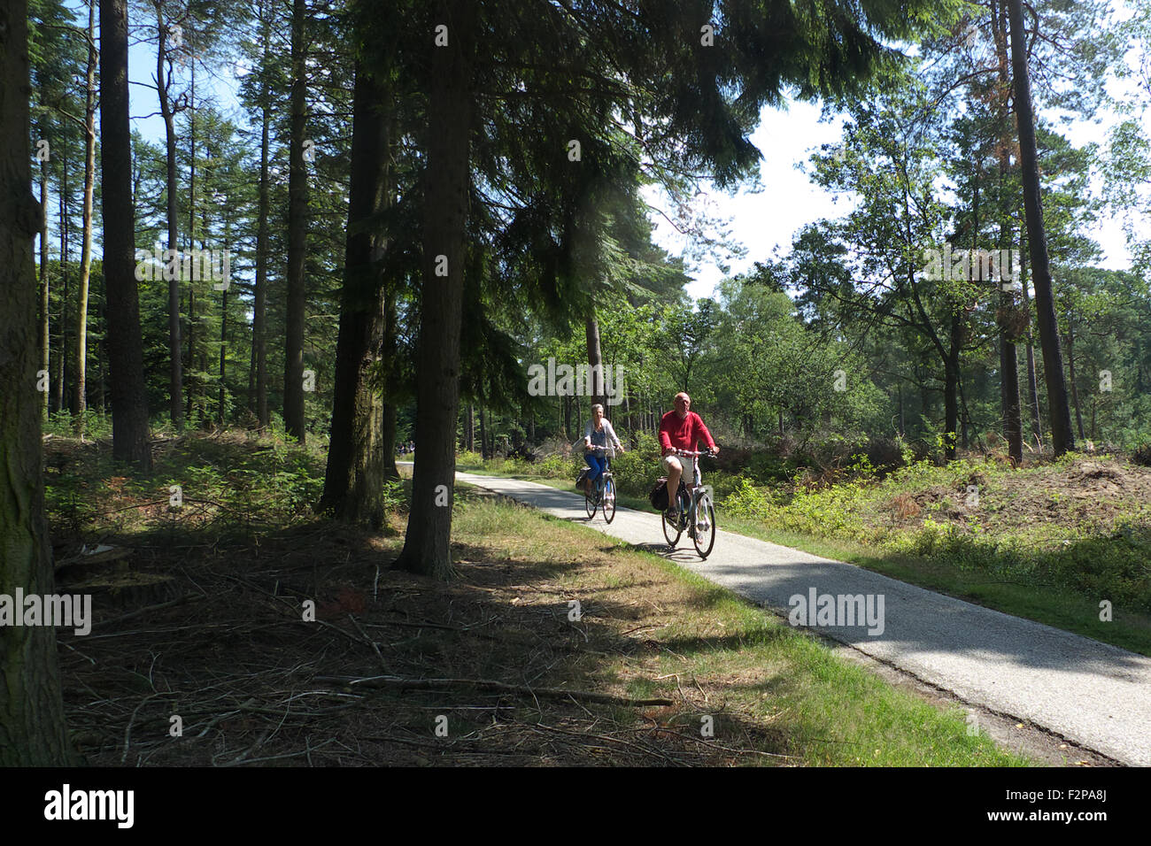 I ciclisti sulla pista ciclabile, Parco Nazionale De Hoge Veluwe, nr Arnhem, Paesi Bassi. Foto Stock