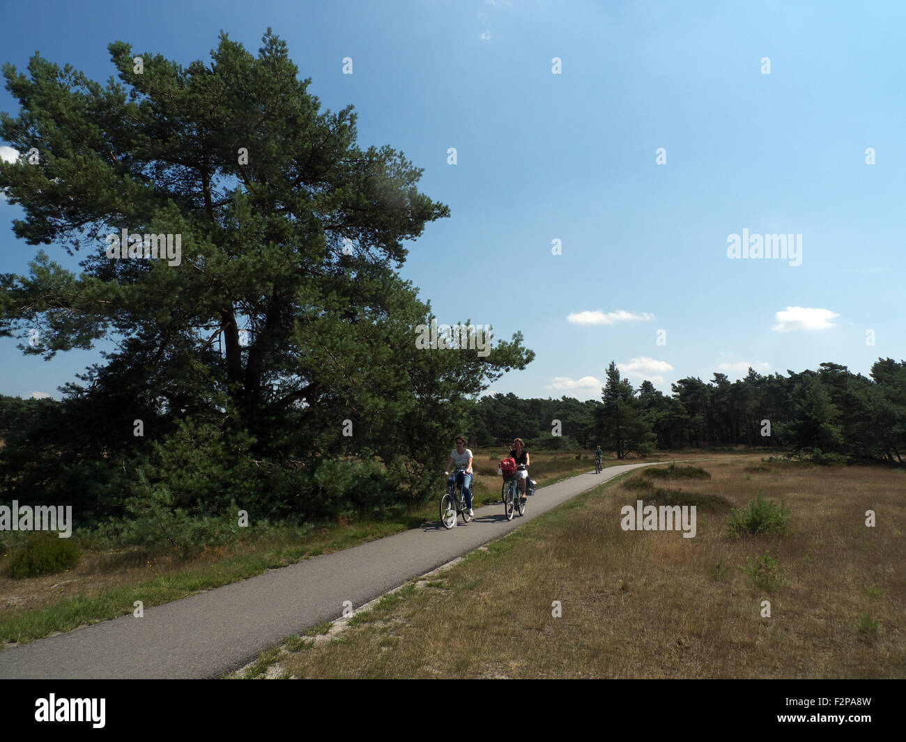 I ciclisti sulla pista ciclabile, Parco Nazionale De Hoge Veluwe, nr Arnhem, Paesi Bassi. Foto Stock