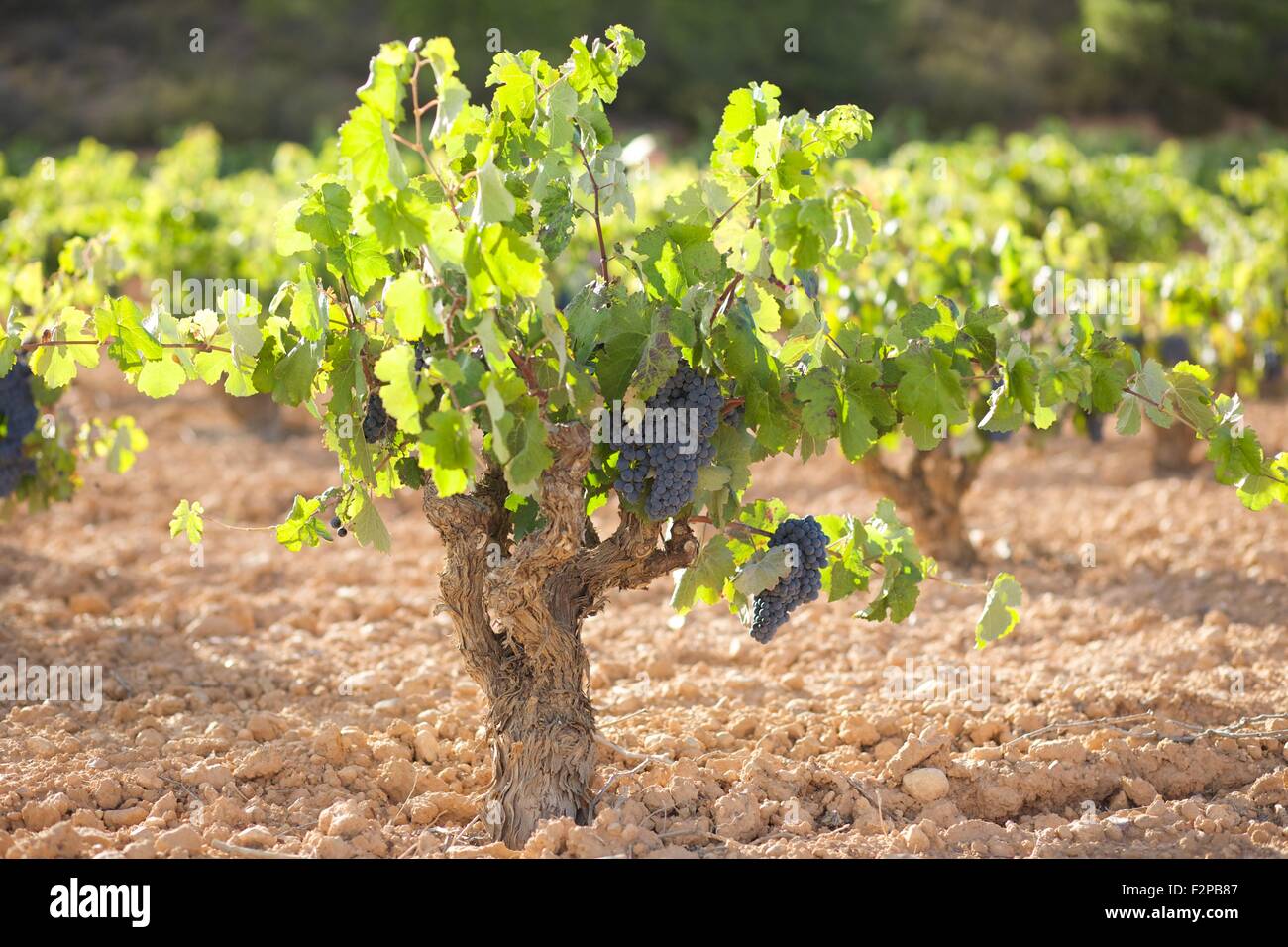 Vineyar della regione di Valencia, Spagna Foto Stock