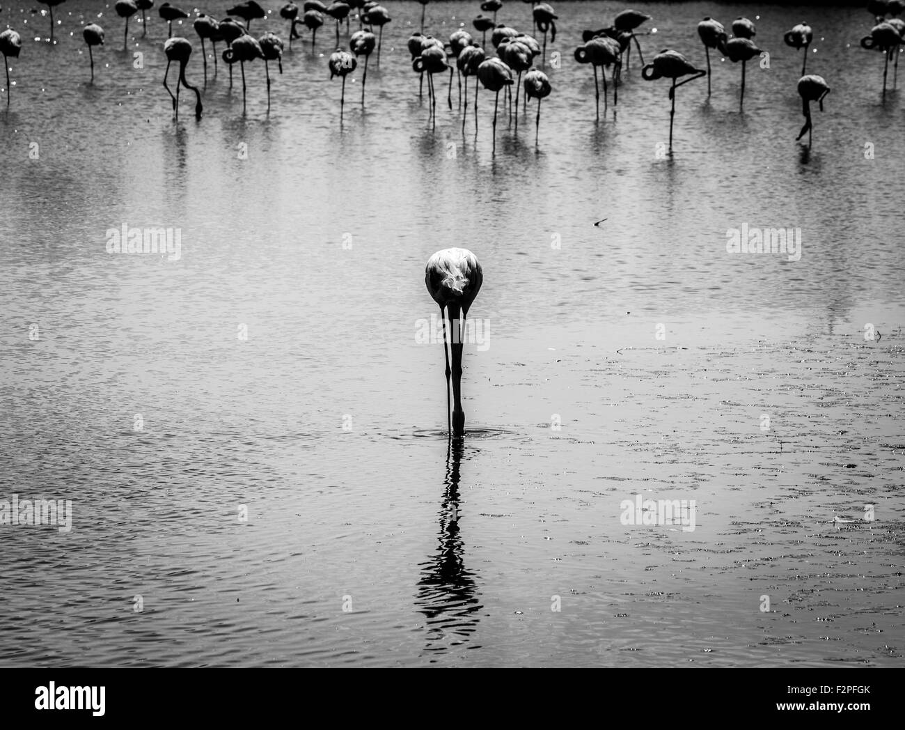 Rosa grosso uccello fenicottero maggiore (Phoenicopterus ruber) nell'acqua, Camargue, Francia Foto Stock