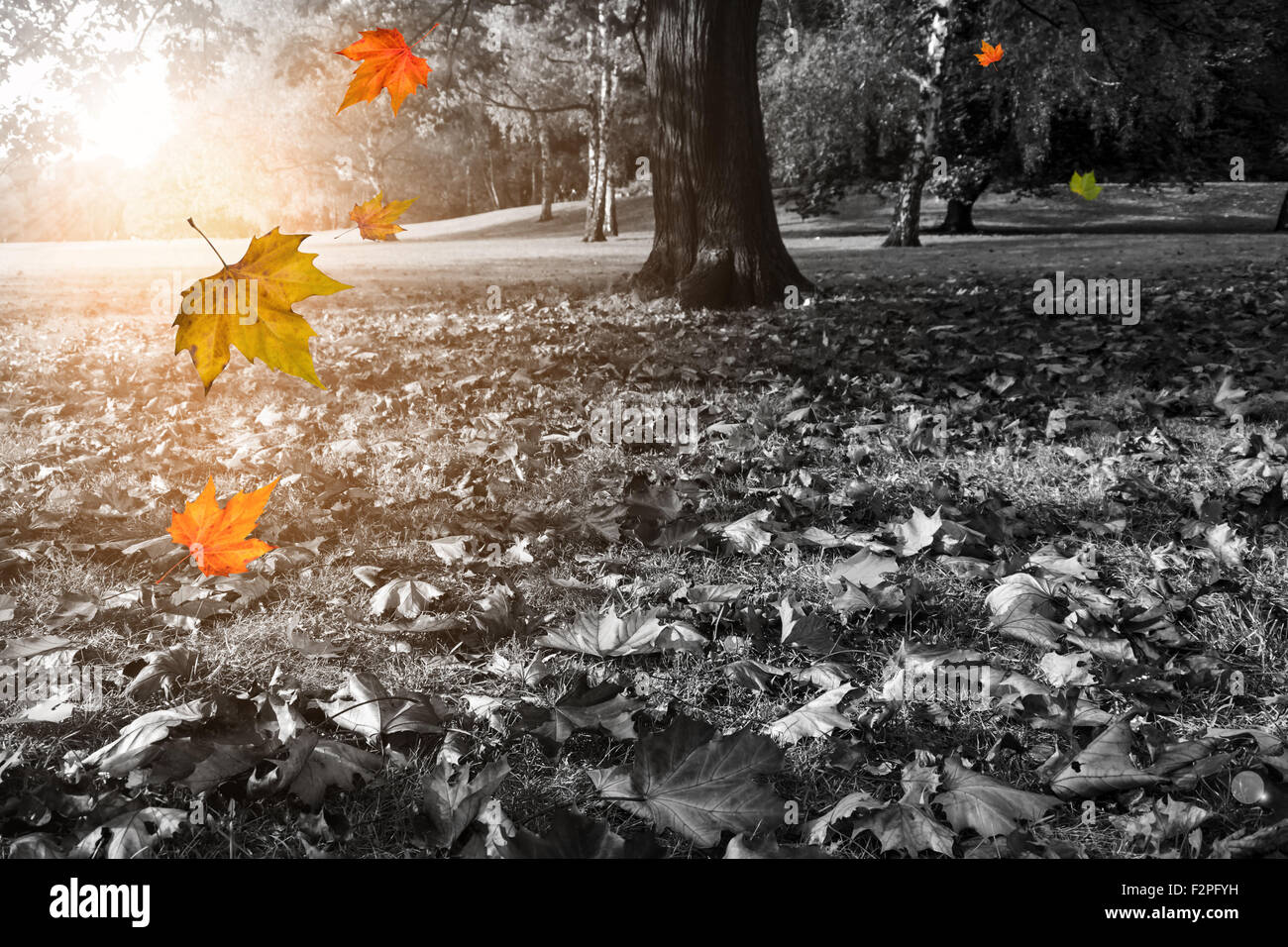 Autunno park in bianco e nero e colorato foglie che cadono Foto Stock