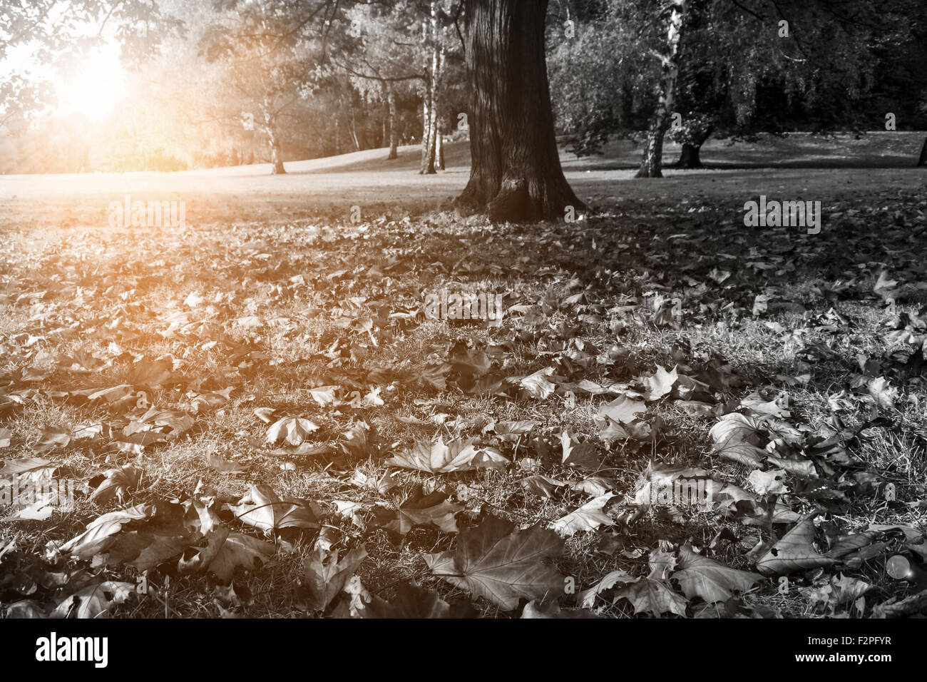 Autunno park in bianco e nero e colorato la luce solare Foto Stock