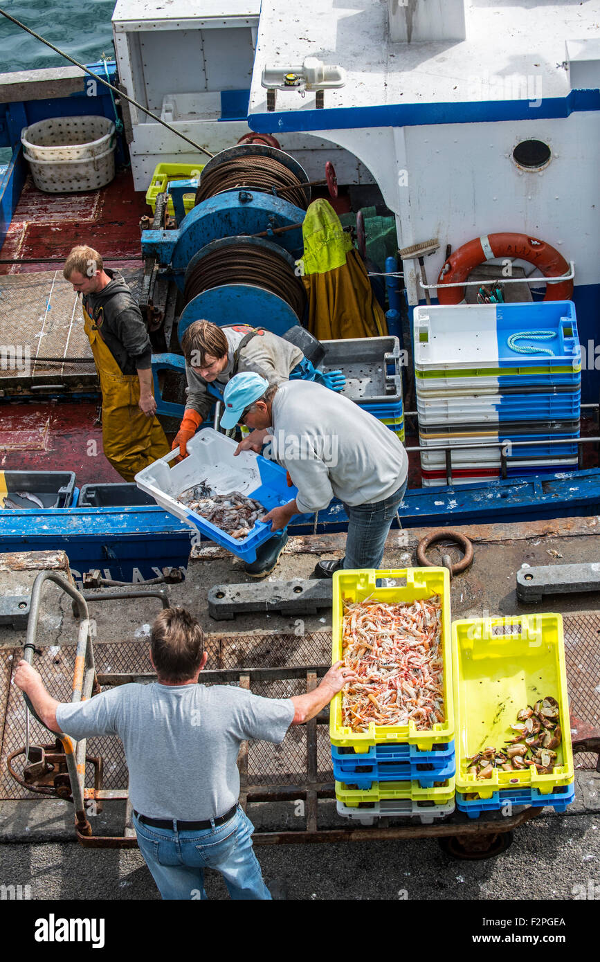 I pescatori a bordo del peschereccio per traino barca da pesca di cattura di scarico lungo il molo del pesce del mercato di aste Foto Stock