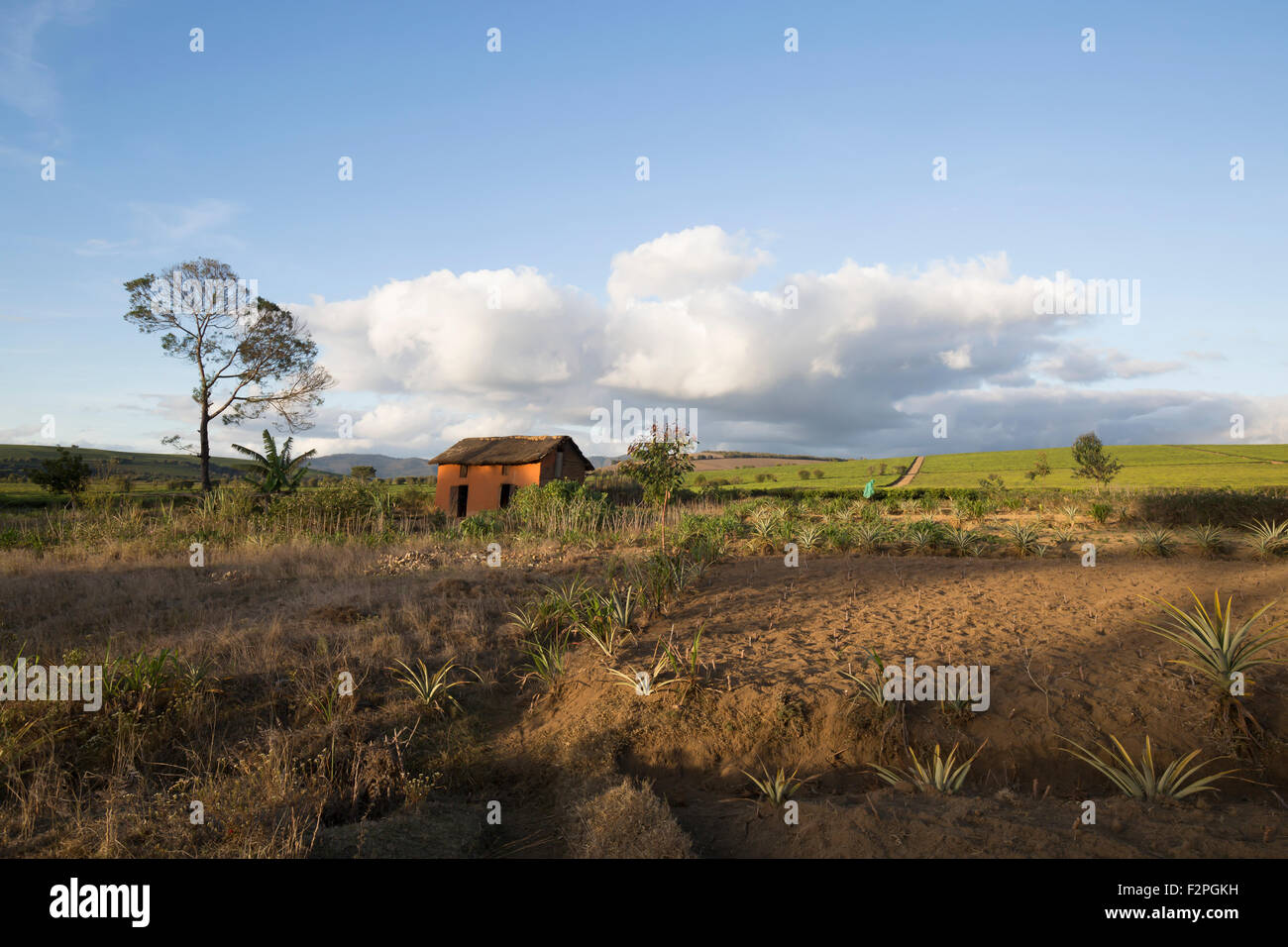 Africa e Madagascar, edificio in campi di ananas Foto Stock