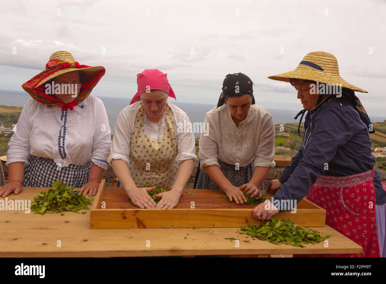 Le donne lavoratrici indossando indumenti tradizionali crush recentemente raccolte le foglie di tè. Porto Formoso, isole Azzorre, Portogallo Foto Stock
