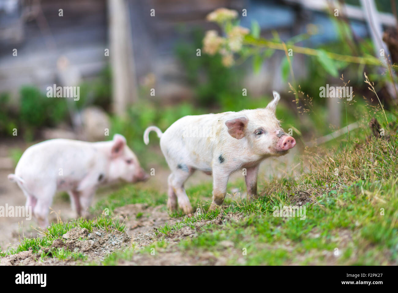 I suinetti sulla molla di erba verde in un agriturismo Foto Stock