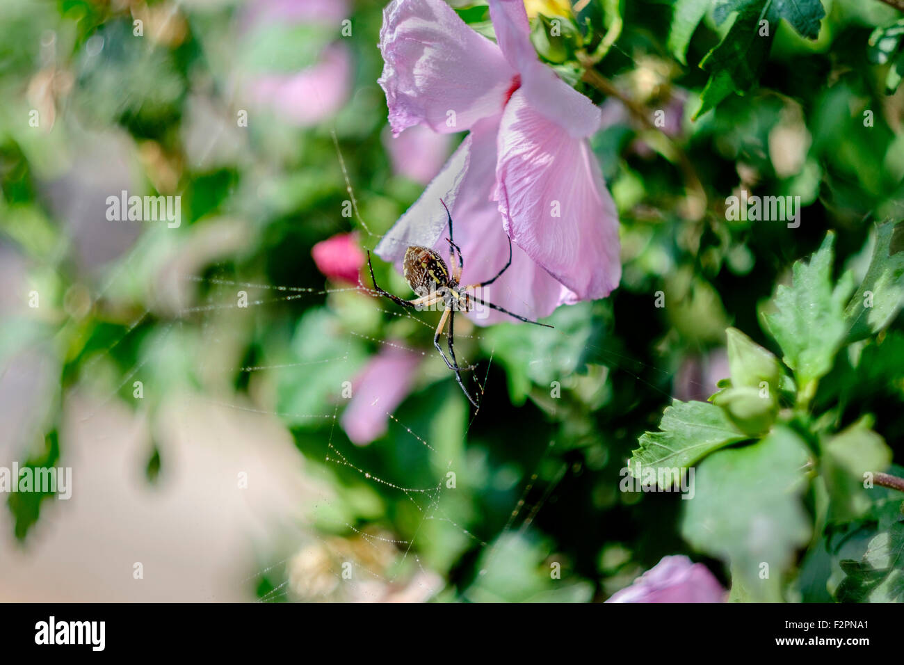 Un giardino giallo spider, o mais spider, Argiope aurantia,mostrando il suo retro mentre su una rosa di Sharon arbusto, Althea, in Oklahoma, Stati Uniti d'America. Foto Stock