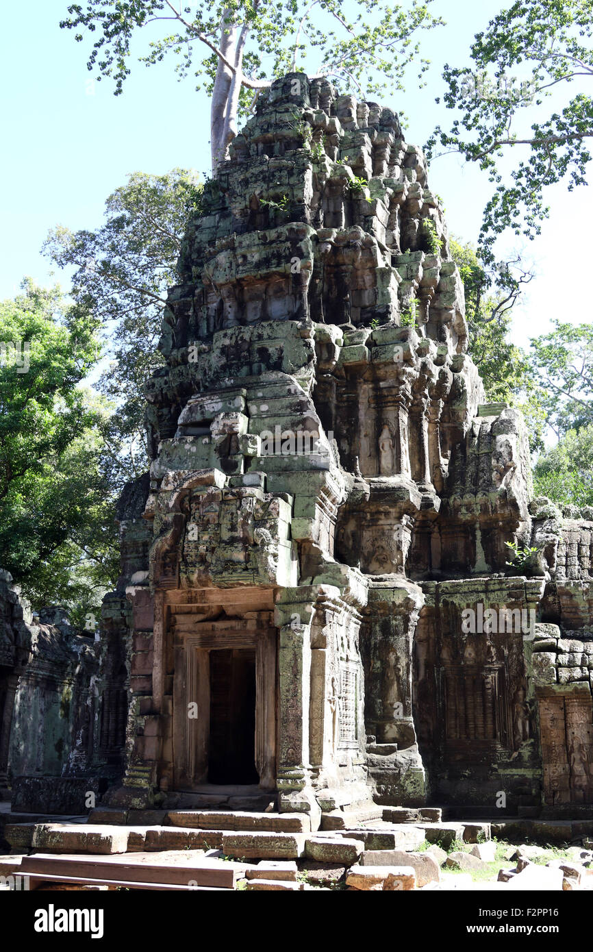 Ta Prohm tempio di Angkor, Siem Reap Provincia, Foto Stock