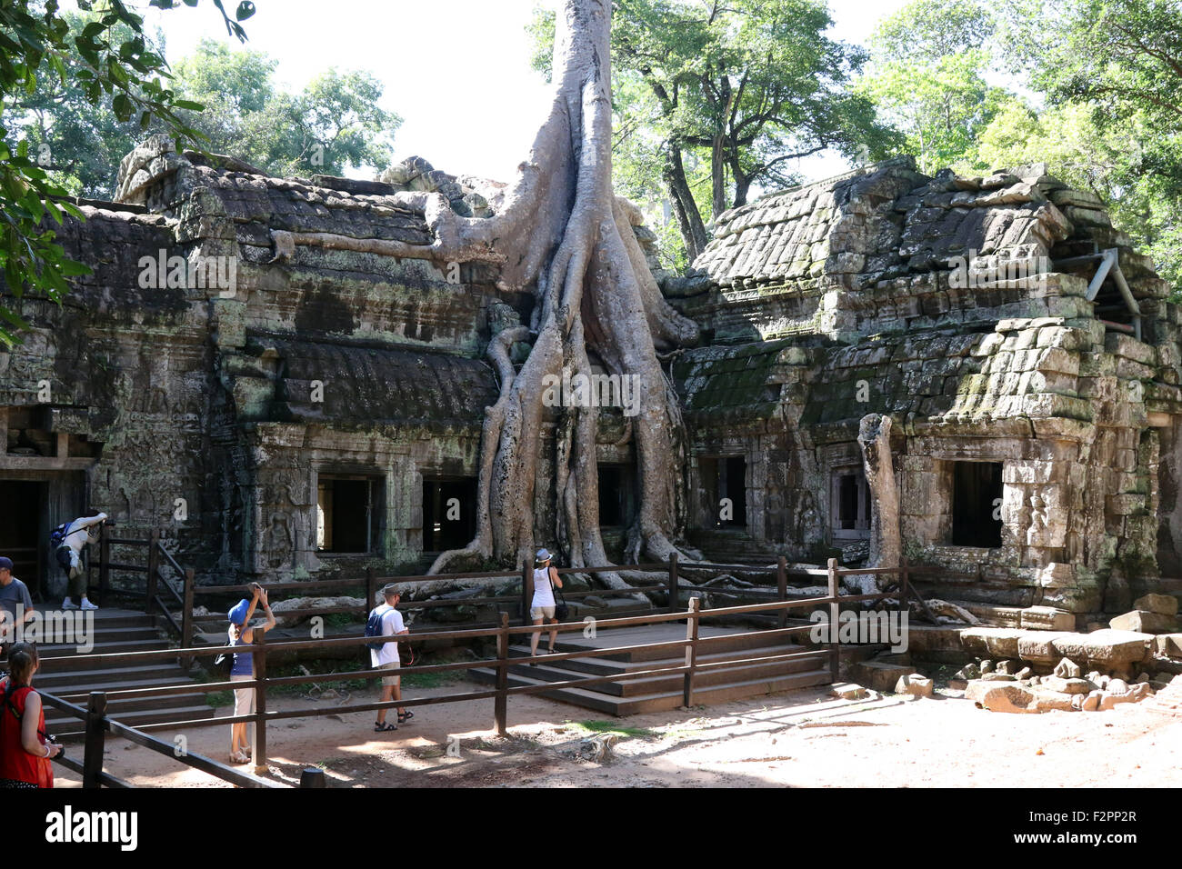 Ta Prohm tempio di Angkor, Siem Reap Provincia, Foto Stock