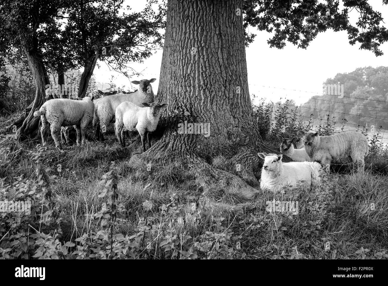 Pecore sotto una quercia. Foto Stock