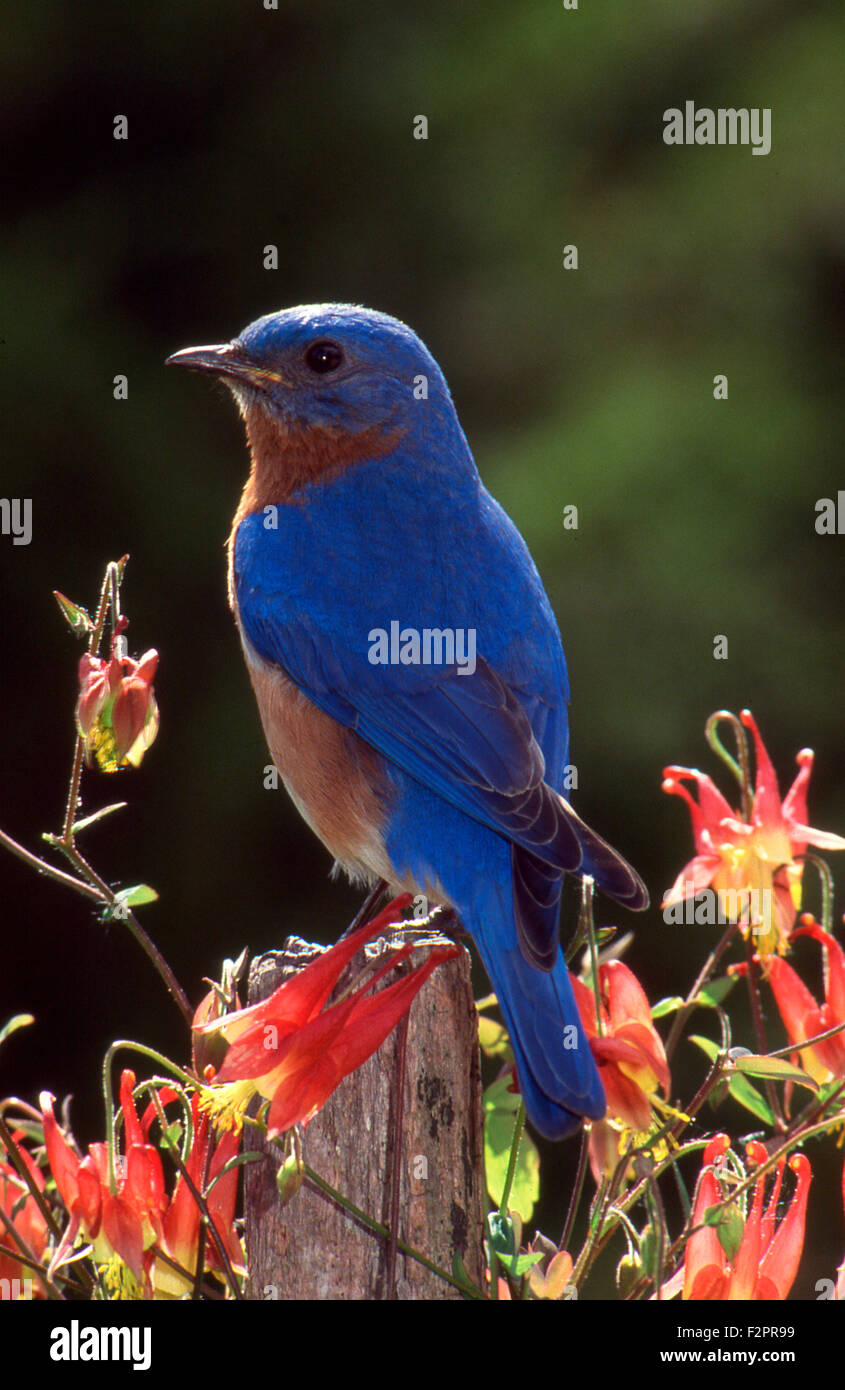 Maschio, Bluebird Sialia sialias, appollaiato su fencepost tra fiori Columbine, Missouri USA Foto Stock