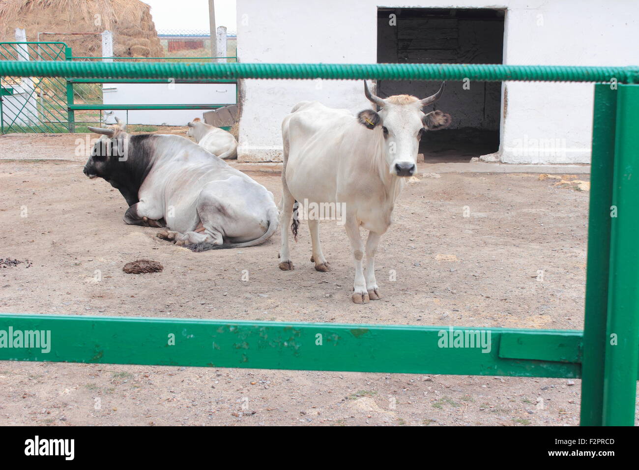 All'aperto su terreno di vacca e bull Foto Stock
