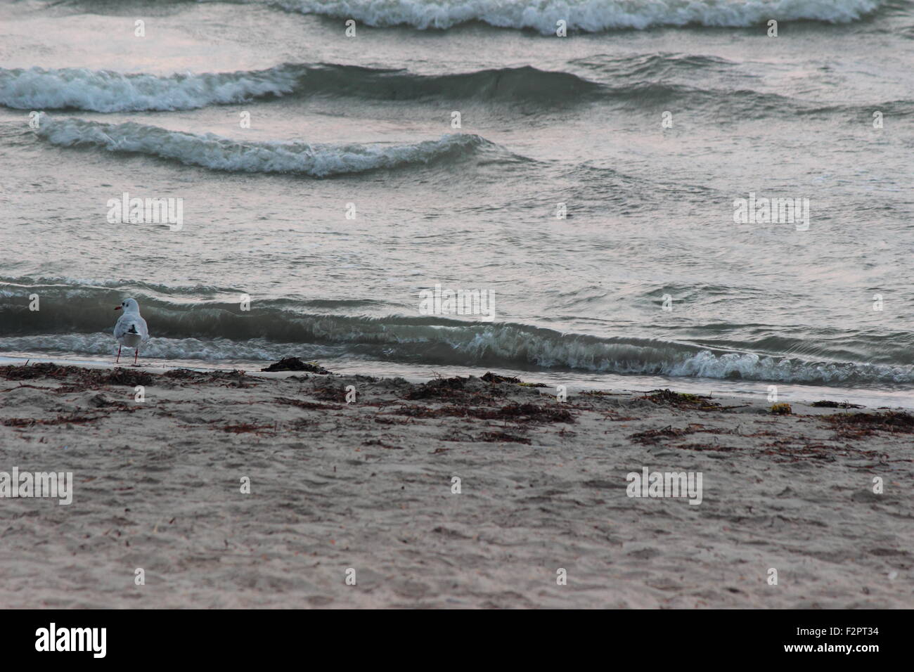 Le onde del Mare di Azov Foto Stock