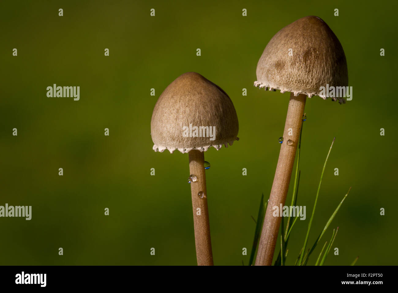 Toadstools dopo la pioggia Foto Stock