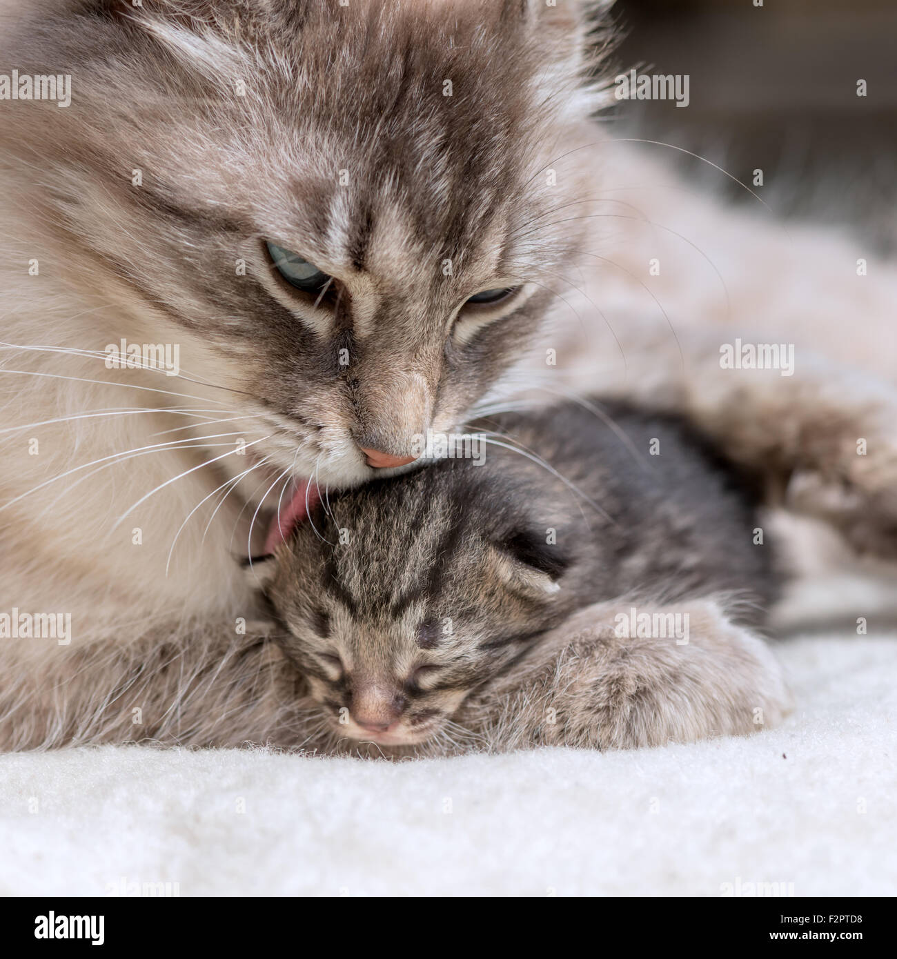 Gattino con la madre close up Foto Stock