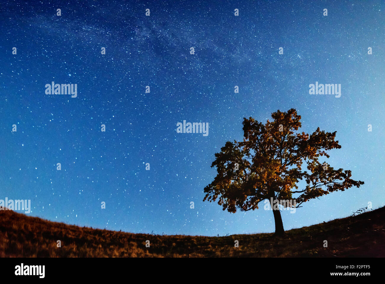 La Via Lattea oltre la sola silhouette ad albero. Carpazi, Ucraina, l'Europa. Foto Stock