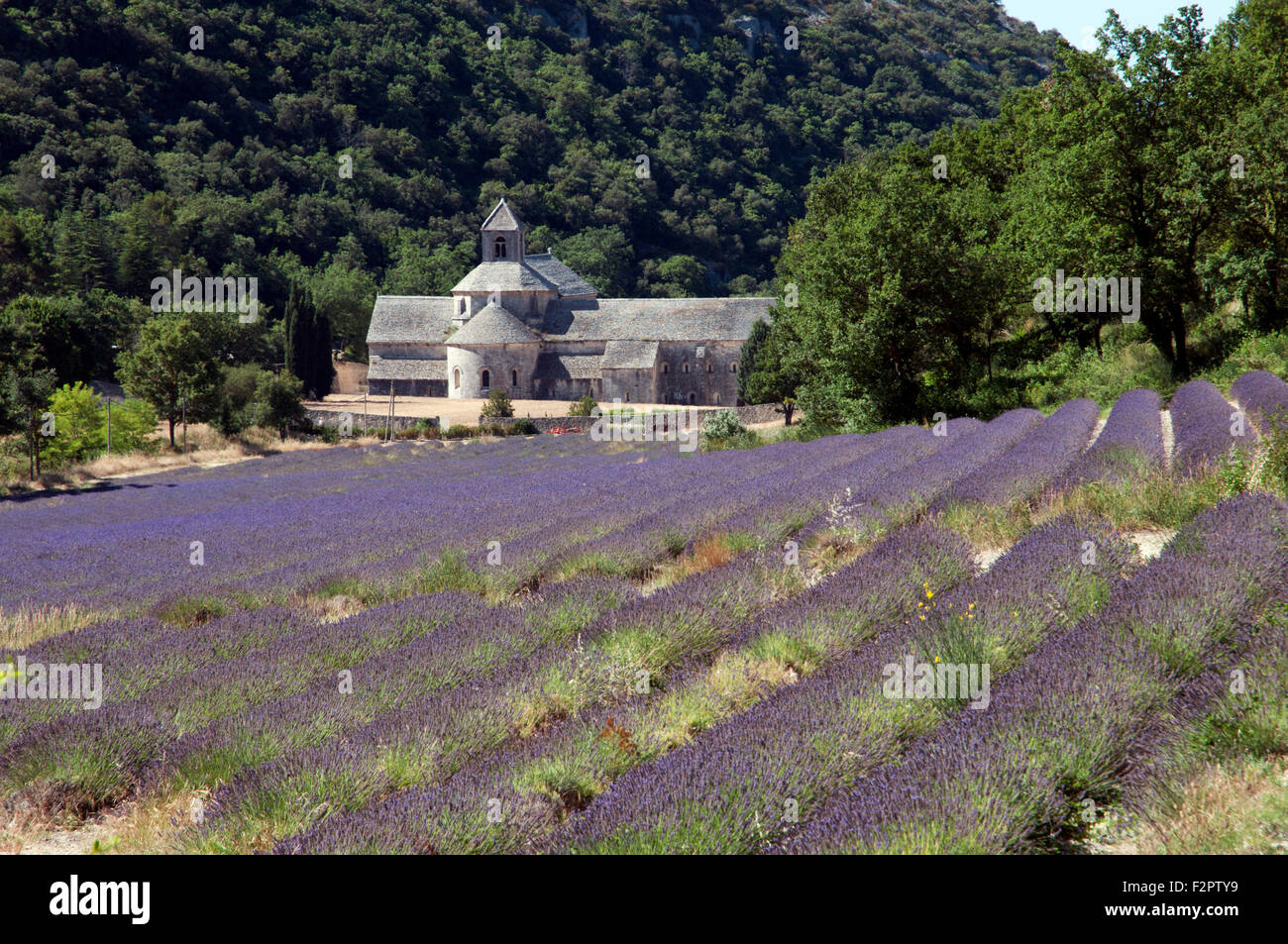 L'Abbaye Notre Dame de Senanque Ordine Cistercense Gordes dipartimento Vaucluse Francia Europa Foto Stock