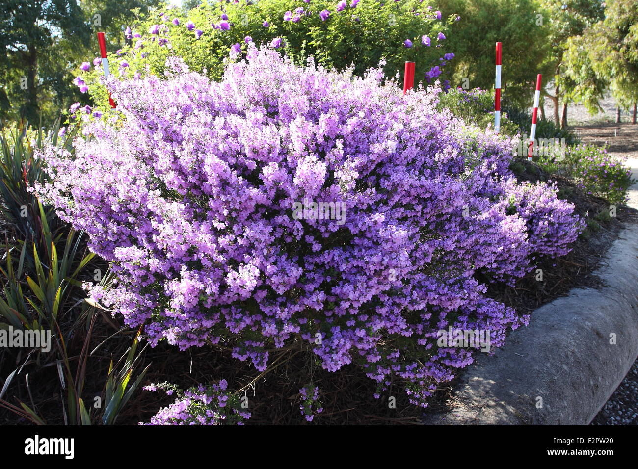 Prostanthera incisa o noti come menta fresca Foto Stock