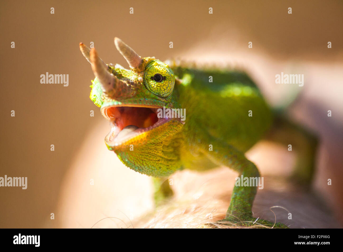 Dettaglio di un Jackson's Chameleon Foto Stock