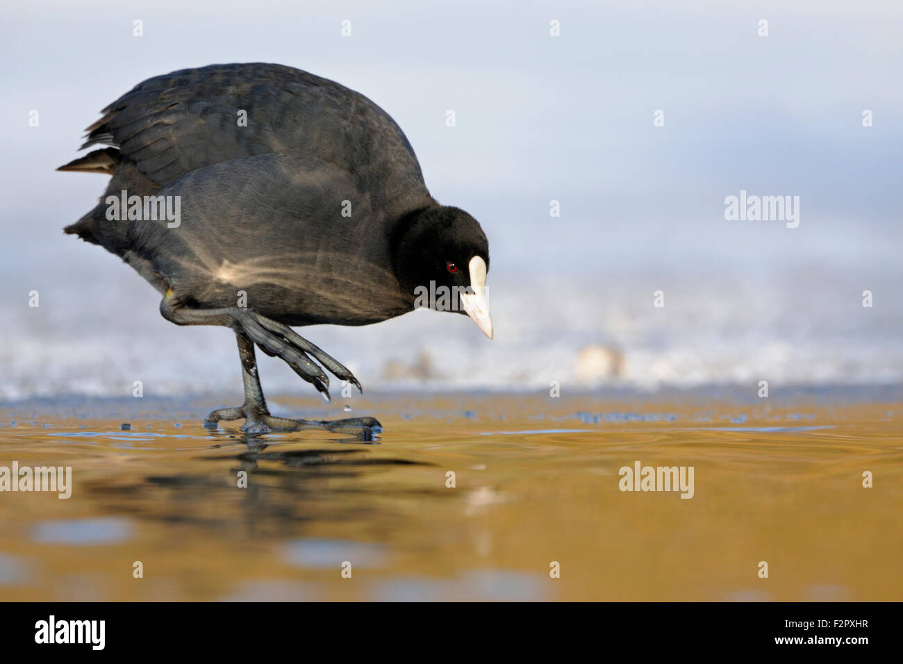 Nero / Folaga folaga / Eurasian Coot ( fulica atra ) sta nella perfetta luce sul bordo del ghiaccio con controllo accurato della temperatura dell'acqua. Foto Stock