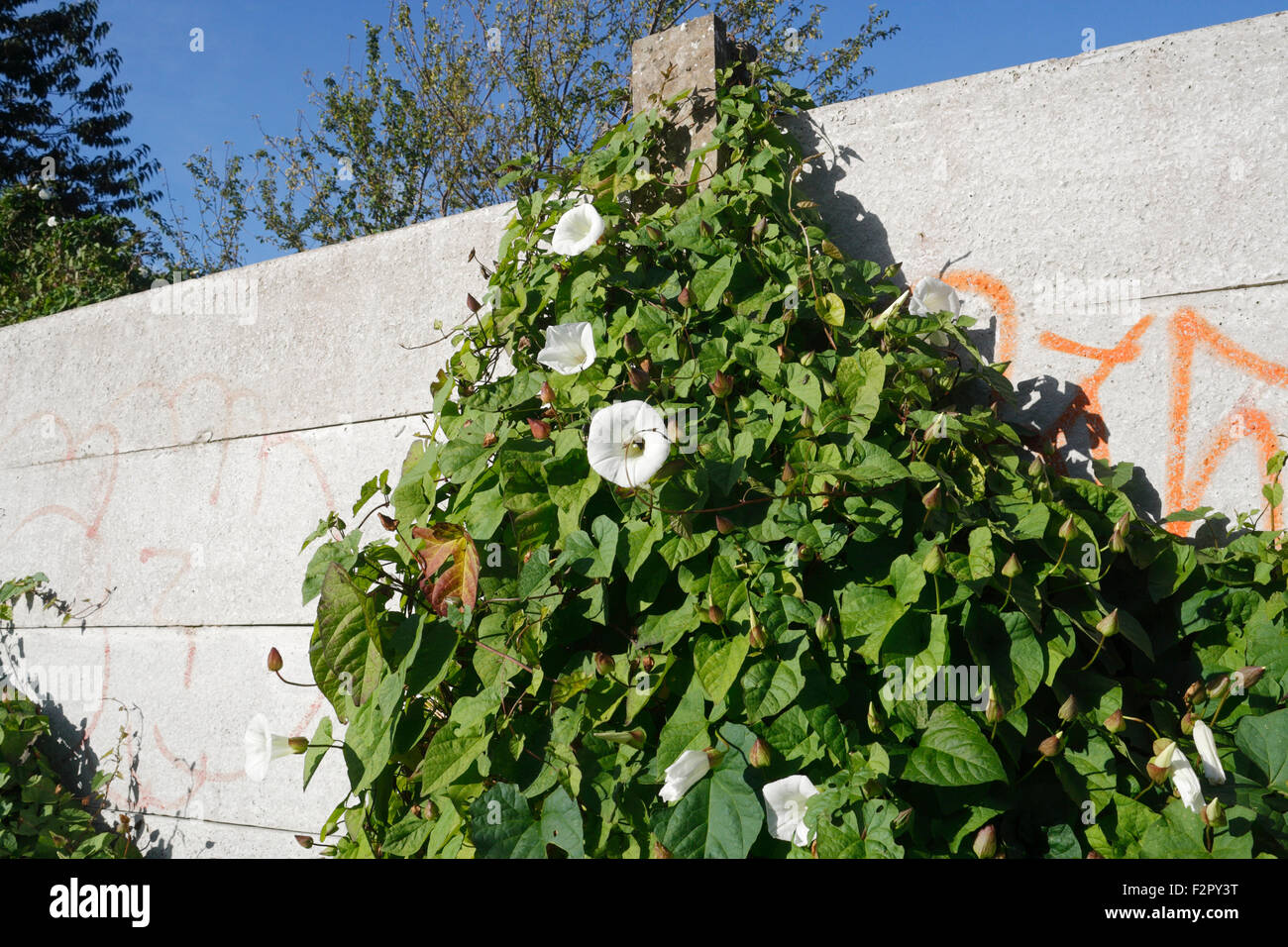 Hedge Centinodia pianta fiori contro un muro, Calystegia sepium Foto Stock