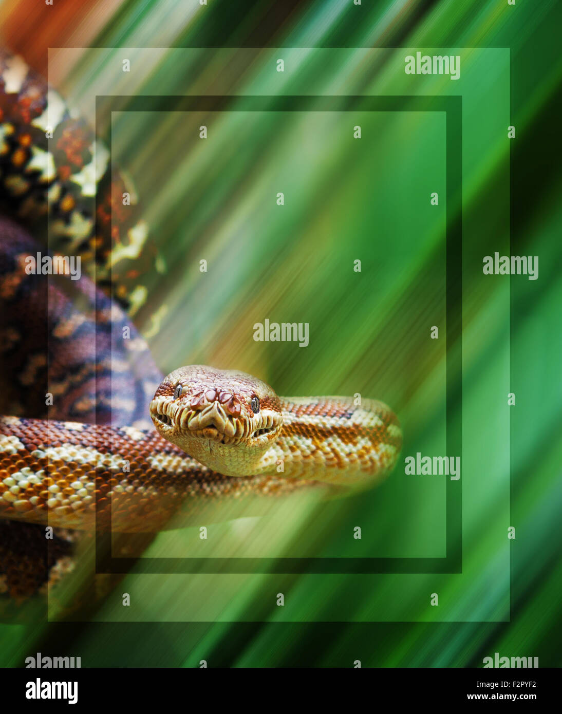 Python snake lo sguardo intenso . Foto Stock